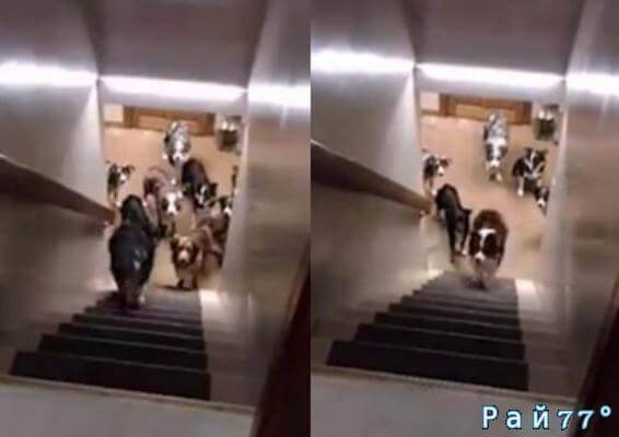 Собачья дисциплина. Хозяйка животных приучила своих питомцев правильно подниматься по лестнице (Видео)