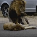 Львы, не обращая внимания на туристов, занялись увеличением своего потомства в африканском заповеднике (Видео)