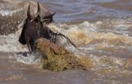 Британский турист сфотографировал, как огромный крокодил «пообедал» антилопой гну в Кении. 5