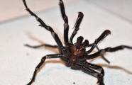 Рождение сотен пауков запечатлели в австралийском парке рептилий (Видео) 1