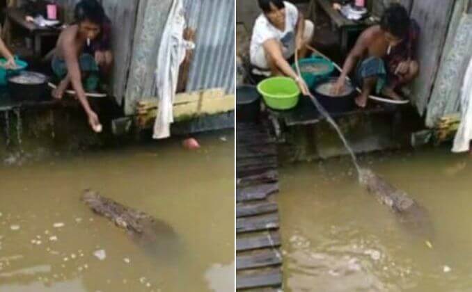 Житель острова Борнео каждый день подкармливает «дружелюбного» крокодила. (Видео)