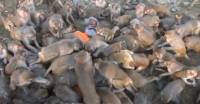 Обезьяны повалили своего кормильца в индийском заповеднике (Видео)