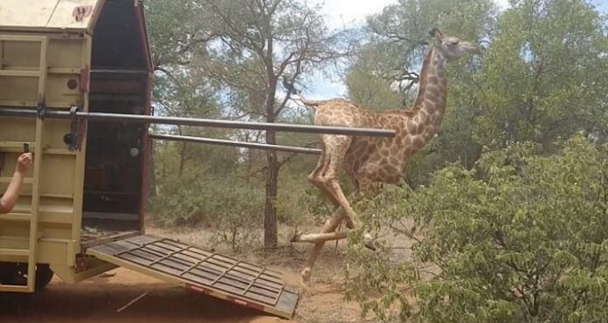 Жираф, совершил эпичное падение во время «десантирования» из фургона в ЮАР. (Видео)