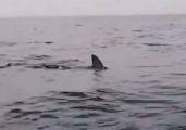 Белая акула устроила погоню за рыбаками у австралийского побережья (Видео) 2