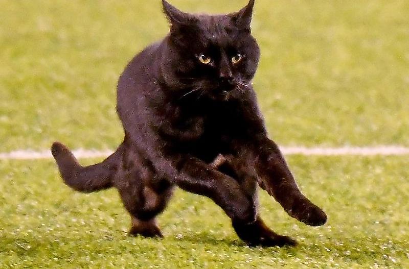 Чёрная кошка устроила забег по стадиону и прервала матч по американскому футболу ▶