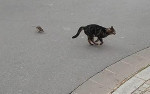 Кошачий хищник, напавший на крысу, позорно бежал с поля боя (Видео)