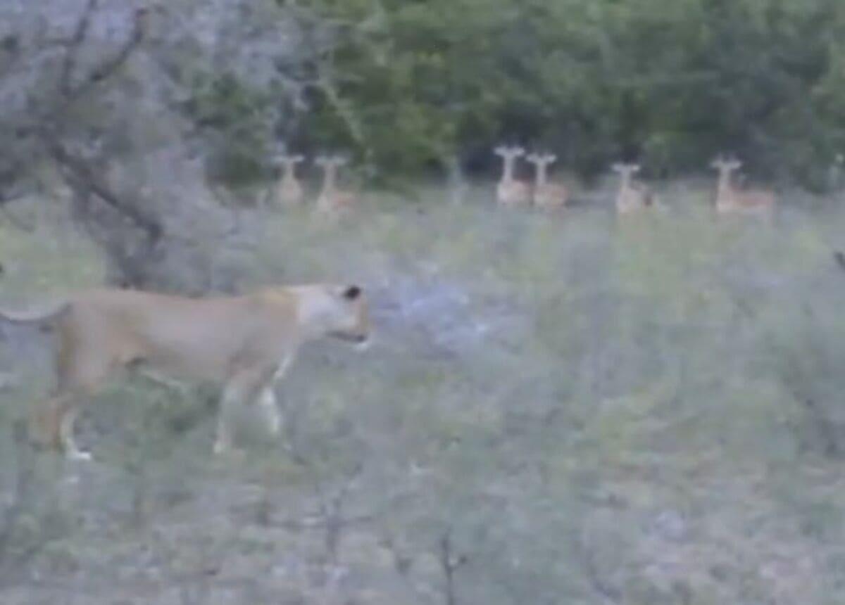 Львица чихнула и испугала антилоп во время охоты на них