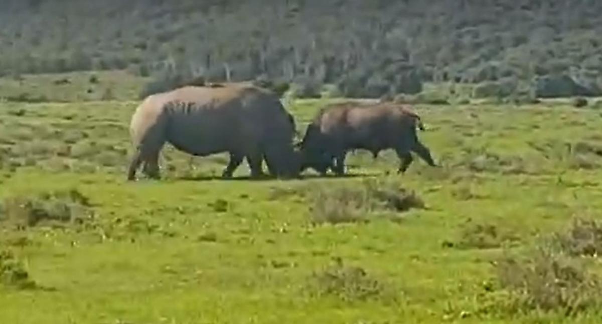 Носорог опрокинул наглого буйвола на глазах у туристов в ЮАР