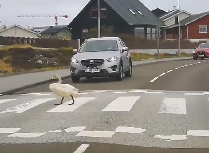 Пернатый пешеход форсировал автодорогу в положенном месте в Дании ▶