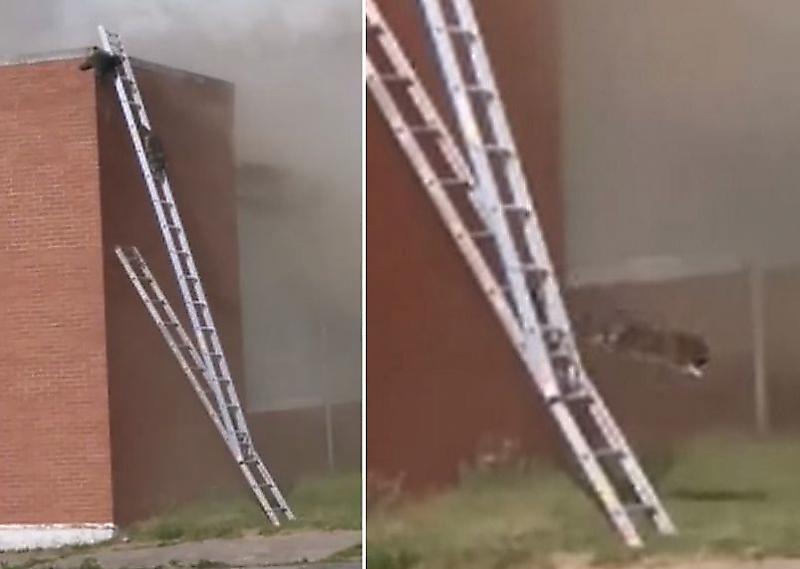 Пожарные, установив лестницы, спасли двух енотов из охваченного пламенем здания ▶