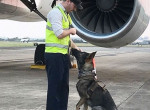 Слишком добрый пёс, «уволенный» со службы, нашёл новое призвание - отгонять птиц от самолётов 1