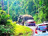 Любвеобильный слон перегородил дорогу туристу и устроил «краш-тест» его автомобилю ▶ 7