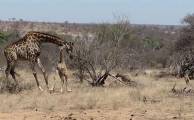 Жираф отбил у гиен детёныша со сломанной ногой в Южной Африке (Видео)