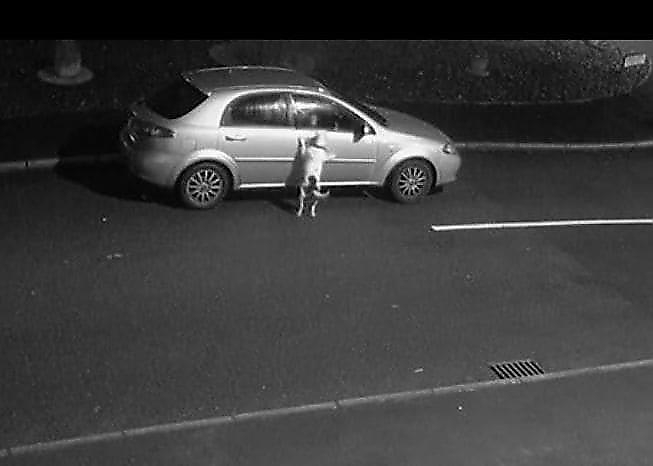 Бессердечный водитель бросил свою собаку на дороге в Британии (Видео)