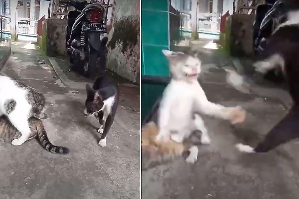 Кот не потерпел кошачьих нежностей и прервал любовные утехи соплеменников - видео