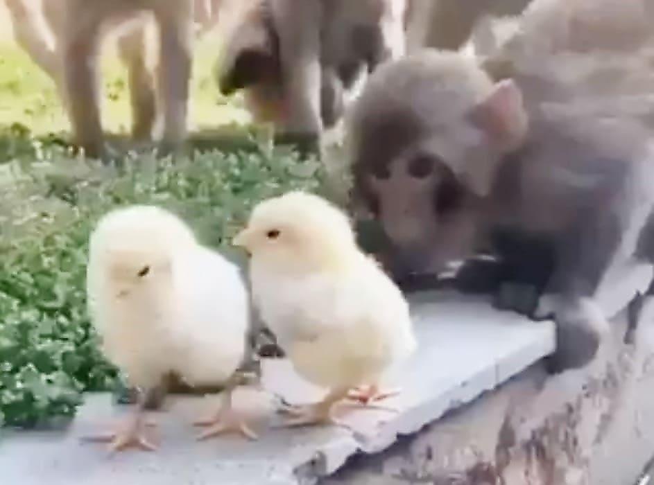 Любитель дикой природы снял забавную реакцию мартышек, первый раз увидевших цыплят