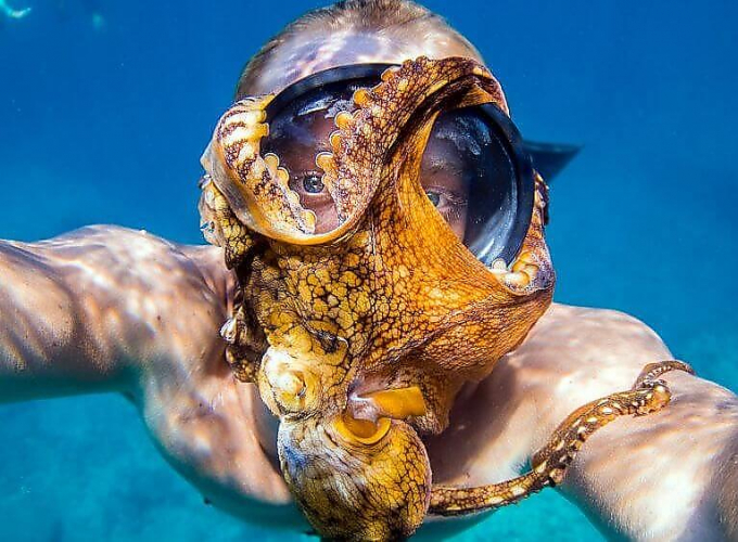 Любопытный осьминог, присосавшись к маске дайвера, принял участие в подводном селфи