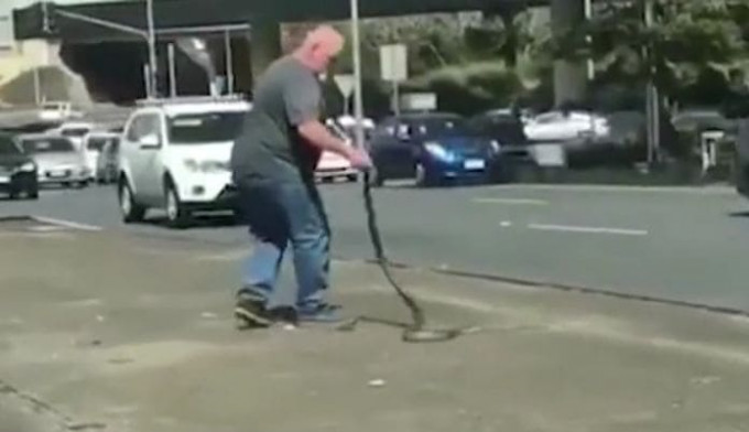 Мужчина, спасающий змею, пересёк оживлённую магистраль в Австралии (Видео)