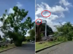 Очевидец запечатлел «месть» дерева спилившему его дровосеку