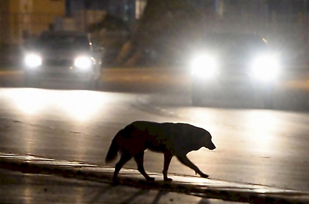 Пёс, выскочив на трассу, стал причиной ДТП в Краснодарском крае