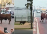 Сбежавший с бойни бык устроил переполох на автотрассе в Марокко