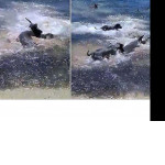 Собачья свора напала на акул у побережья австралийского острова ▶