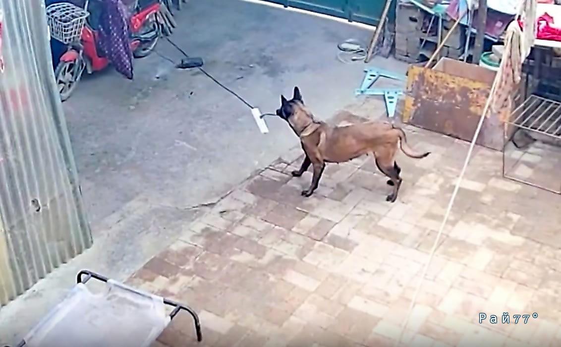 Сообразительная собака обесточила зарядку скутера и предотвратила пожар: видео