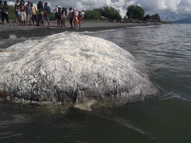 Тушу загадочного существа вымыло на побережье Филиппин (Видео)