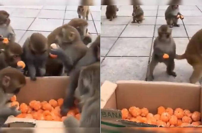 В обезьяний питомник завезли мандарины (Видео)
