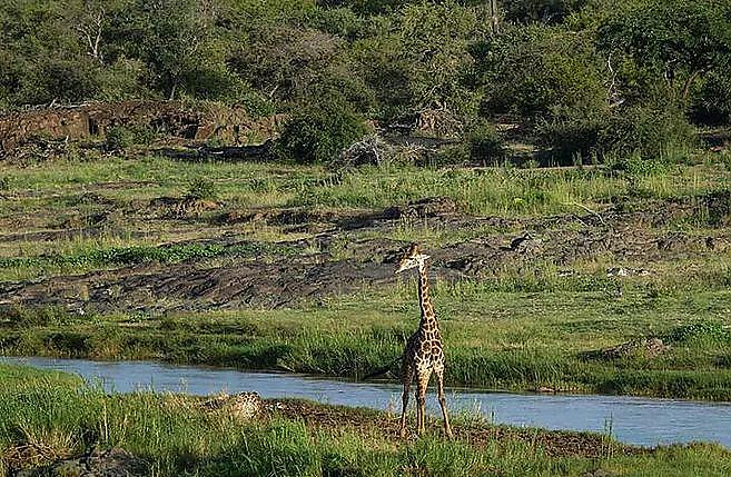 Застрявший посередине реки старый жираф, не выдержал конкуренции с молодым соперником