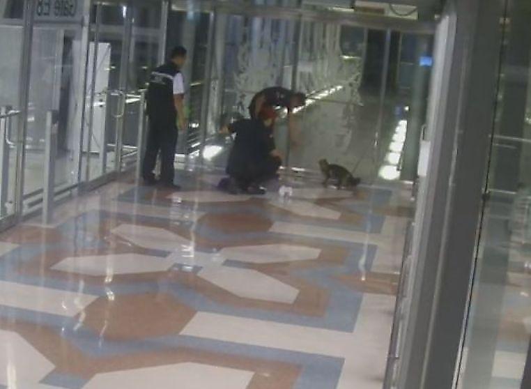 Беглая кошка четверо суток скрывалась от спасателей в тайском аэропорту ▶