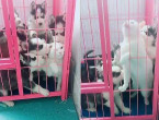 Кошка, угодившая в клетку, была атакована любвеобильными щенками в Китае (Видео)