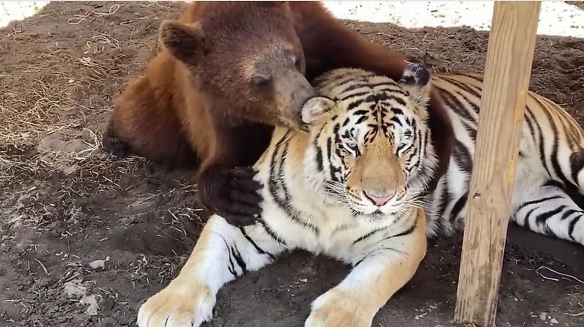 Любопытный медведь проверил на прочность нервы тигра в американском питомнике