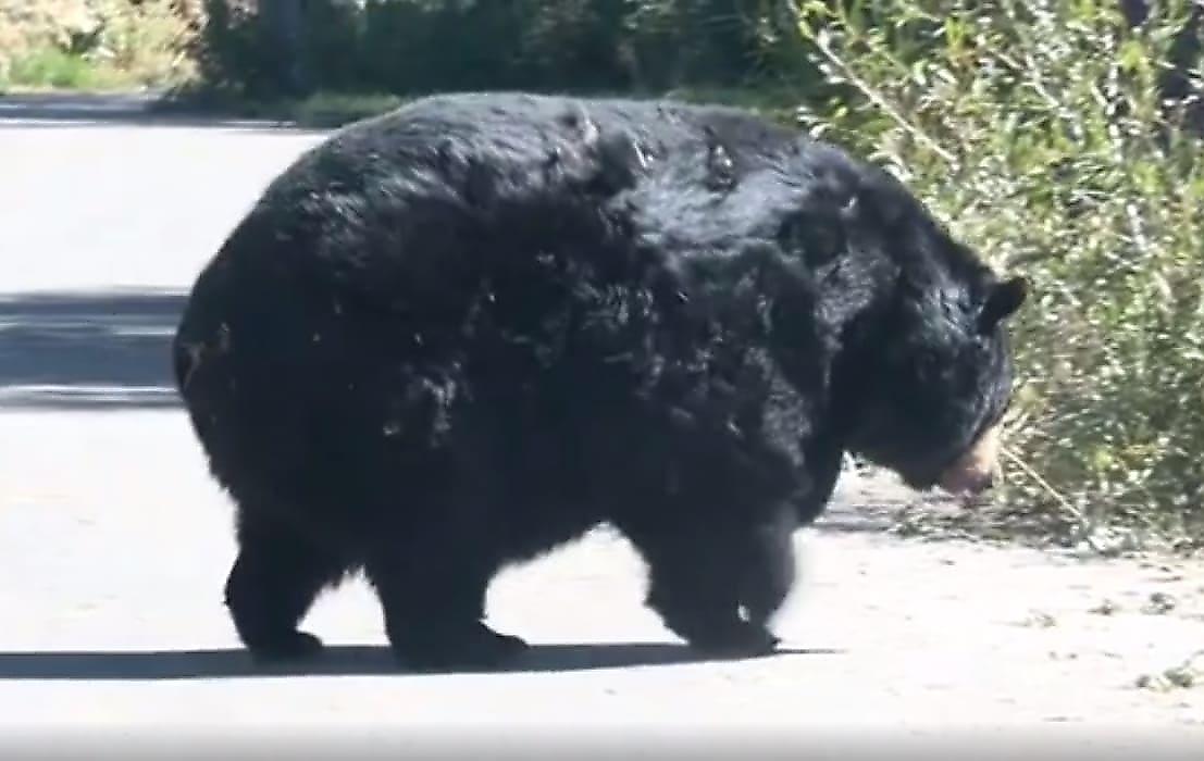 Разжиревший хромой медведь, появившись на дороге, удивил туристов своими габаритами - видео