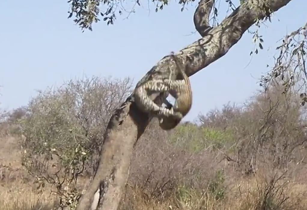 Схватка матери и дочери леопардов, не поделивших дерево, попала на видео в ЮАР