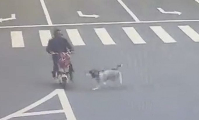 Собака, сбившая мотоциклиста, лишила свою хозяйку крупной суммы денег