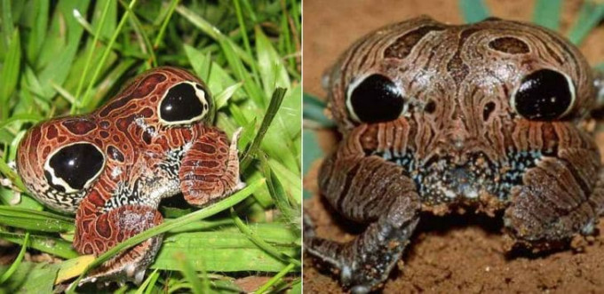 В Бразилии обнаружена ядовитая лягушка с «запасной» парой глаз в задней части