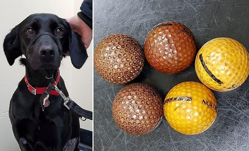 Ветеринары обнаружили пять мячей для гольфа в желудке у жадного пса в Британии