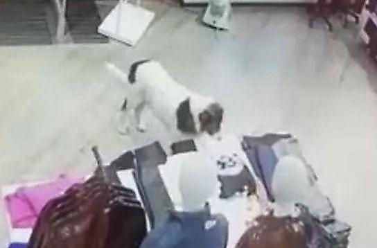 Вороватый пёс повадился красть одежду в торговых заведениях Турции (Видео)