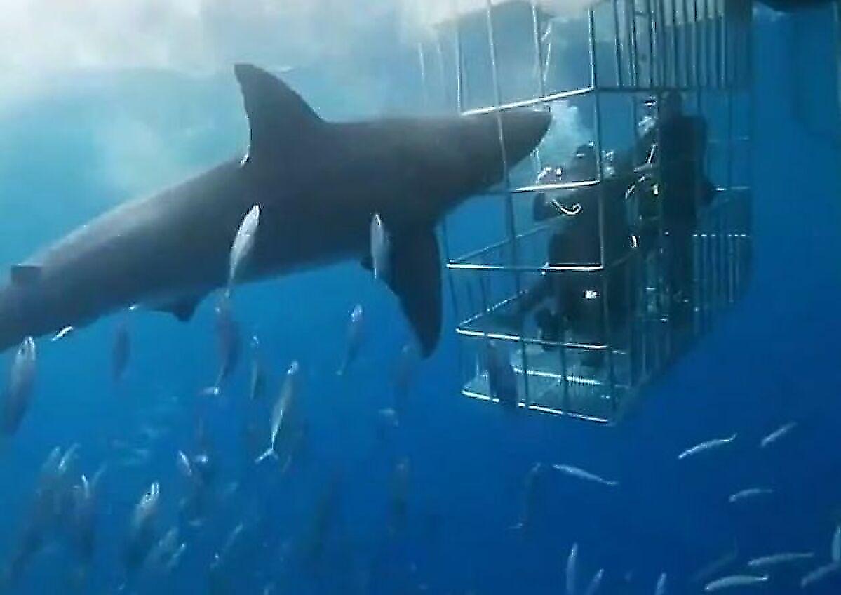 Белая акула застряла в клетке во время атаки на дайверов возле мексиканского побережья