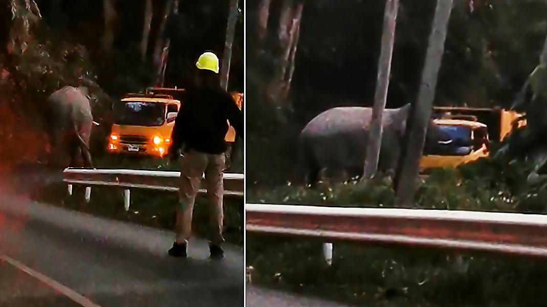 Дикий слон преградил дорогу грузовику и попытался опрокинуть его в Таиланде