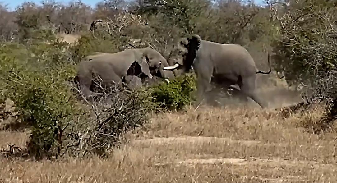 Эпичная схватка двух 6-ти тонных слонов произошла на глазах у туристов в ЮАР