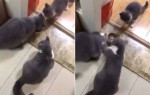 Кошка решительно прервала трапезу кота, чтобы покормить котёнка (Видео)