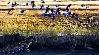 Кровожадный леопард уволок охотившегося на голубей шакала и попал на видео в Ботсване