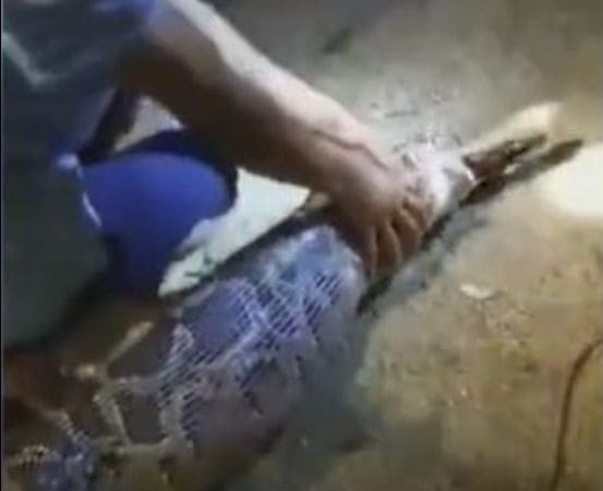 Питона, проглотившего бедного пса, поймали и лишили добычи в Китае (Видео)
