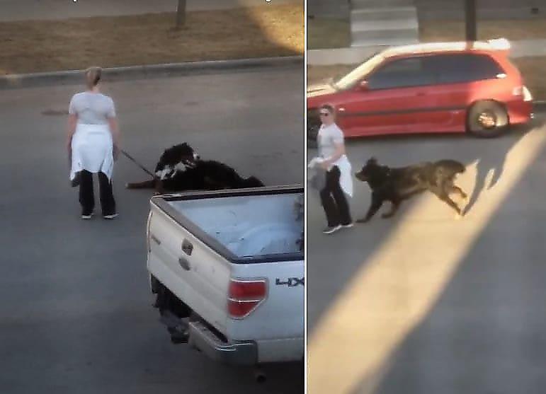 Противостояние девушки и пса, желающего продолжить прогулку, попало на видео в Канаде