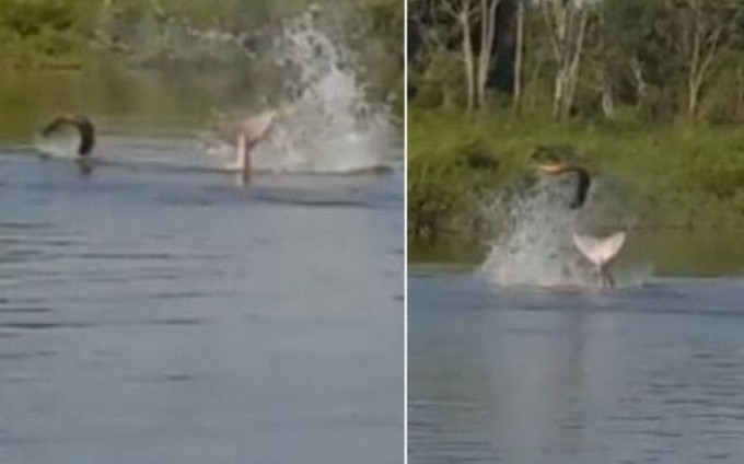 Амазонские дельфины «поиграли в футбол» электрическим угрем на реке в Бразилии (Видео)