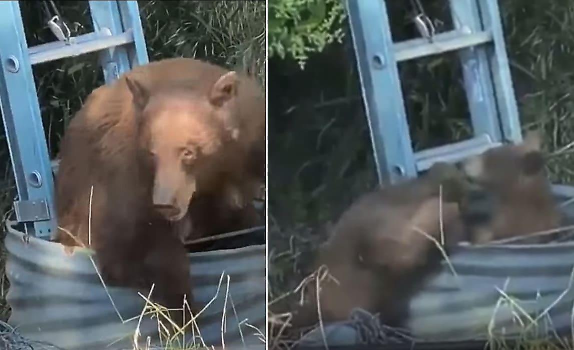 Спасатели, используя лестницу, помогли медвежьему семейству выбраться из колодца