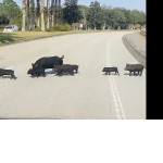 Стадо свиней организованно пересекло дорогу в неположенном месте во Флориде ▶