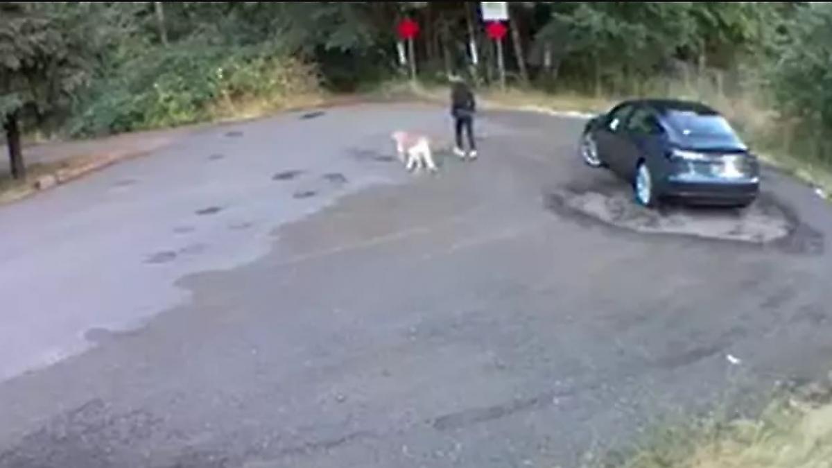 Автовладелица, бросившая своего пса на произвол судьбы, попала на видео в США
